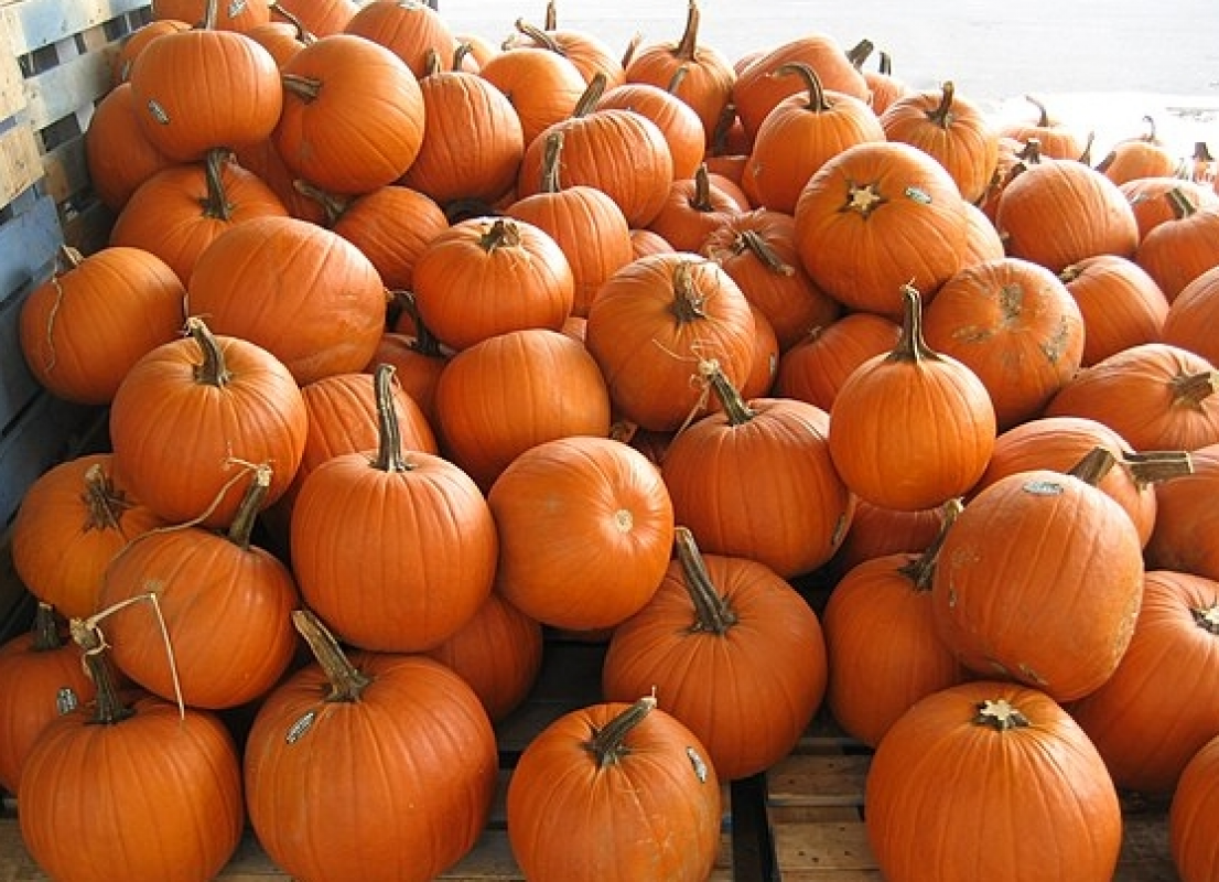 Pumkins from Kenya