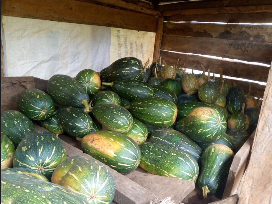 Pumpkins from Kenya