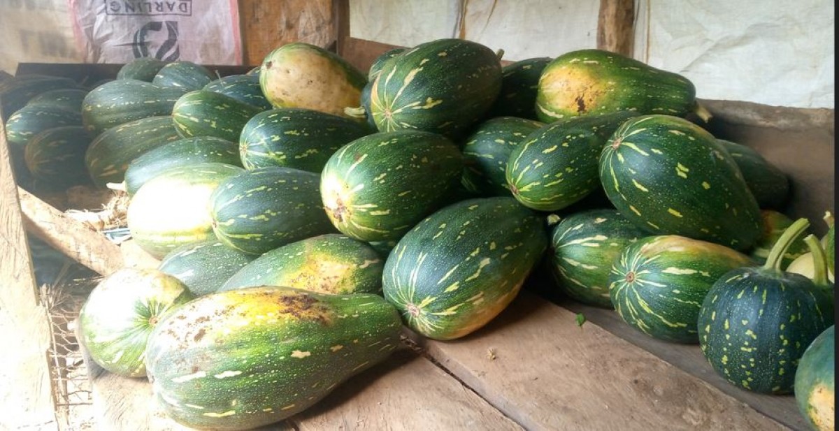 Pumpkin from Kenya