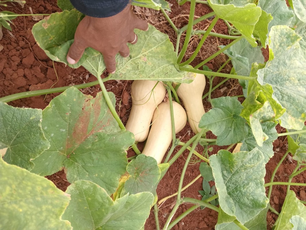 Butternut from Kenia