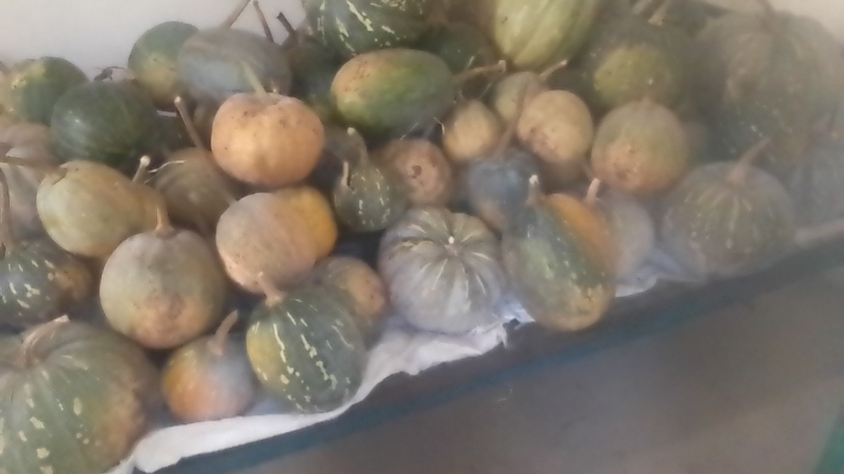 Fresh pumpkin from Kenya