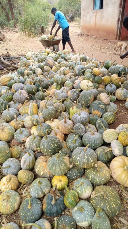 Pumpkins from Kenya