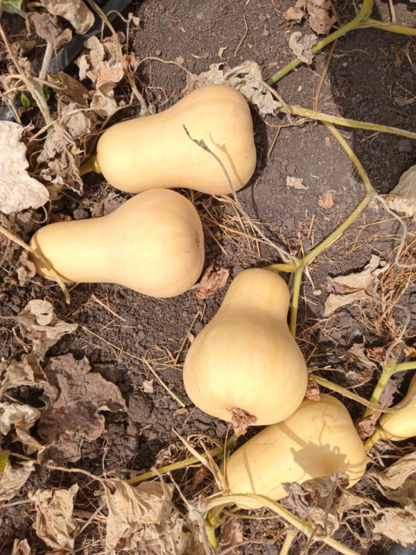 Butternut from Kenya