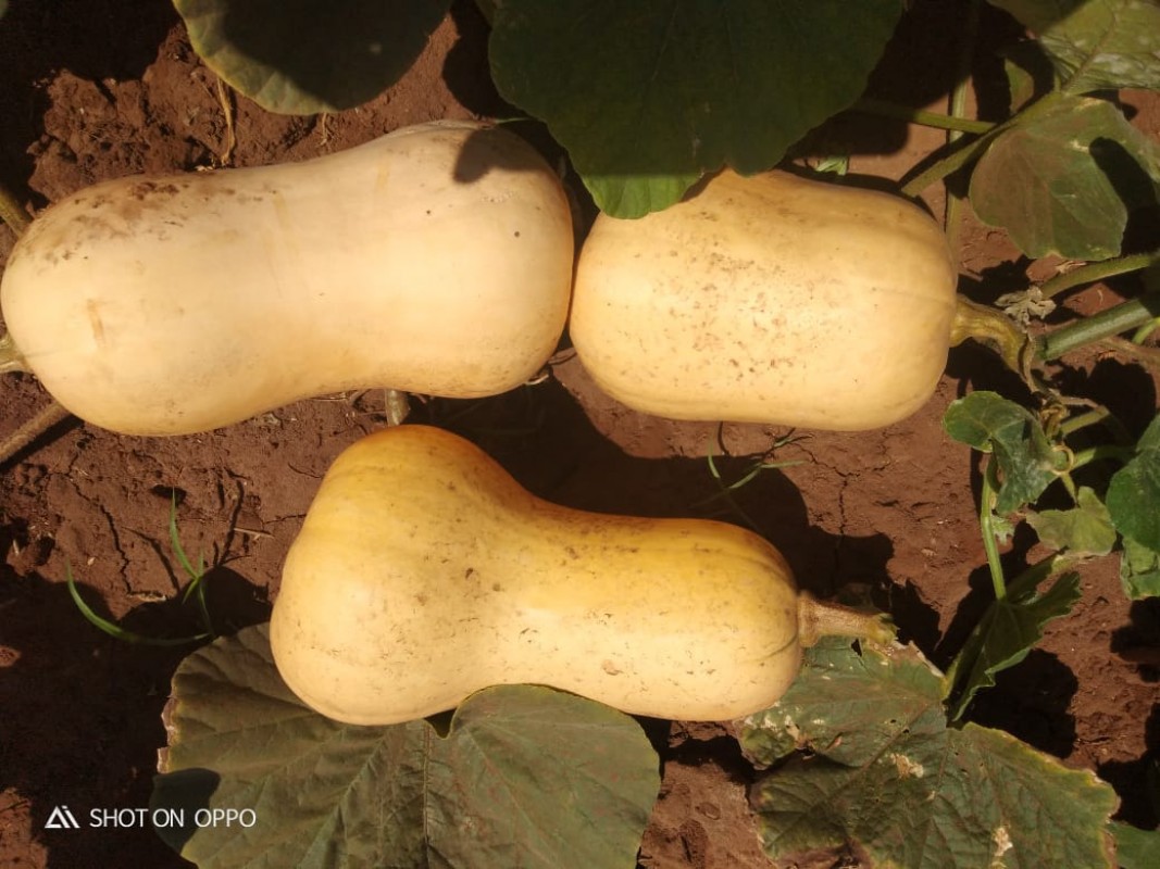 Butternut from Kenya