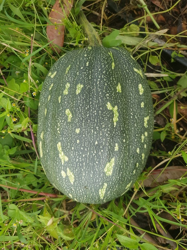 Pumpkins from Kenya