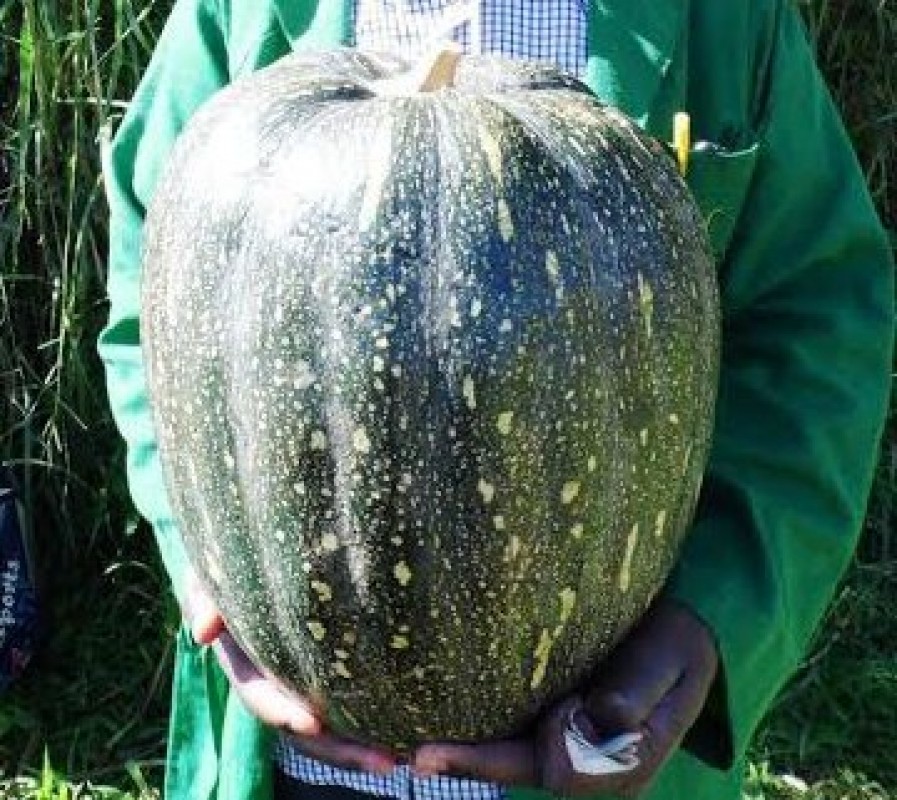 Pumpkin from Kenya