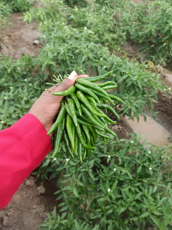 Red and Green Chillies from Kenya