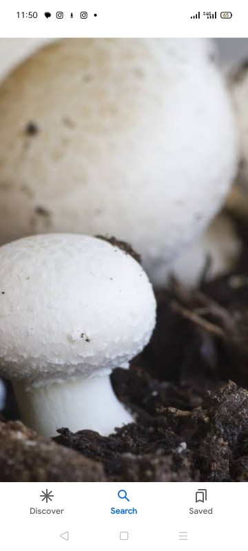 Button Mushroom from Kenya