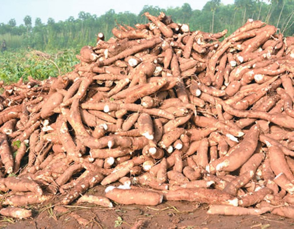 Cassava from Kenya
