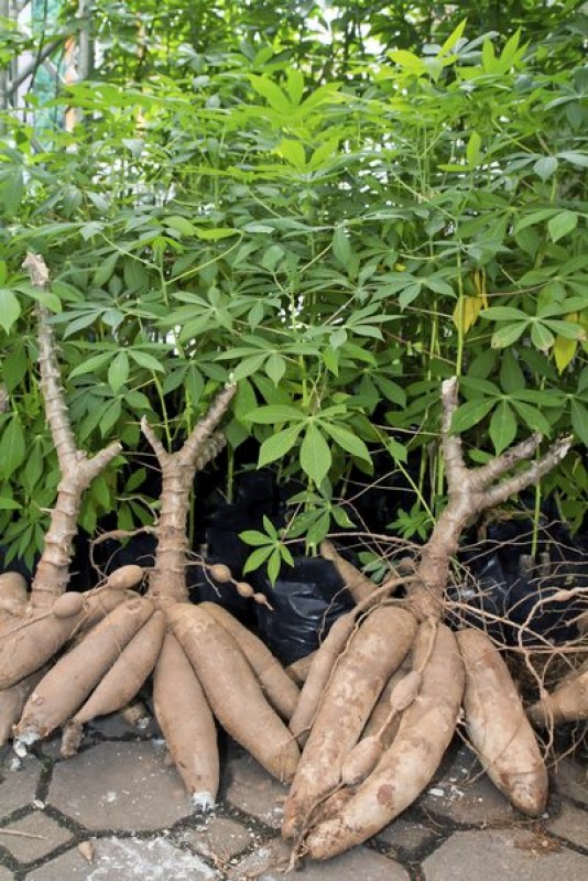 Fresh Cassava from Kenya