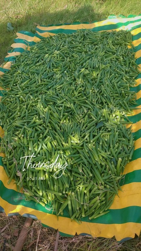 Okra from Kenya