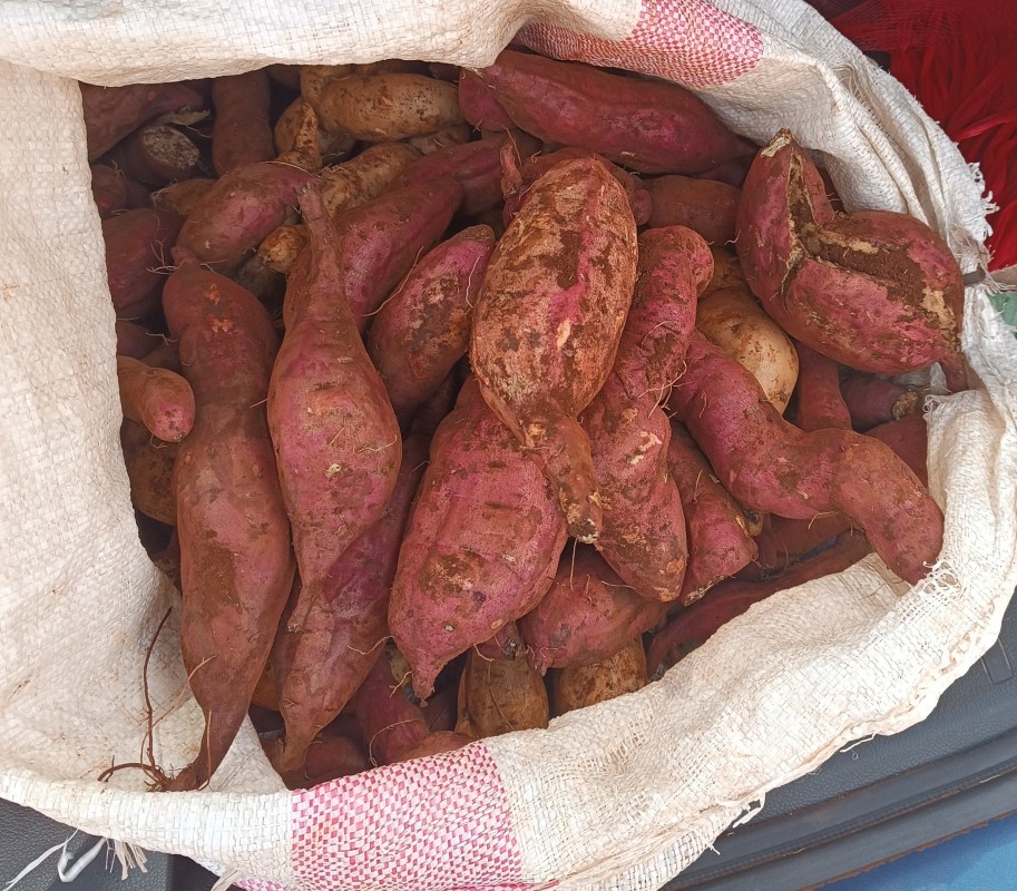 sweet potato from Kenya