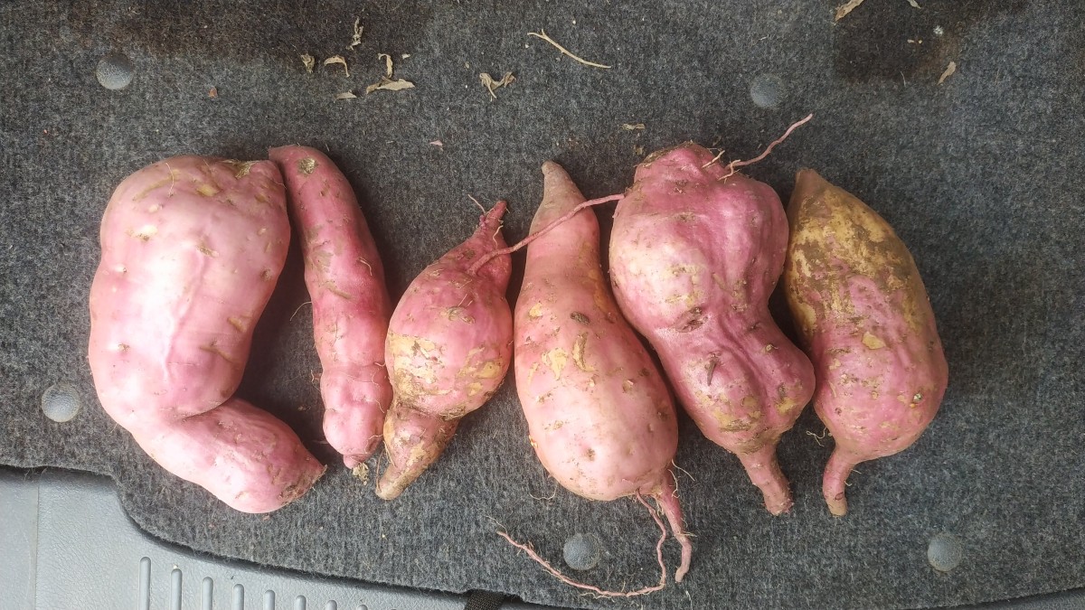 Sweet potatoes from Kenya