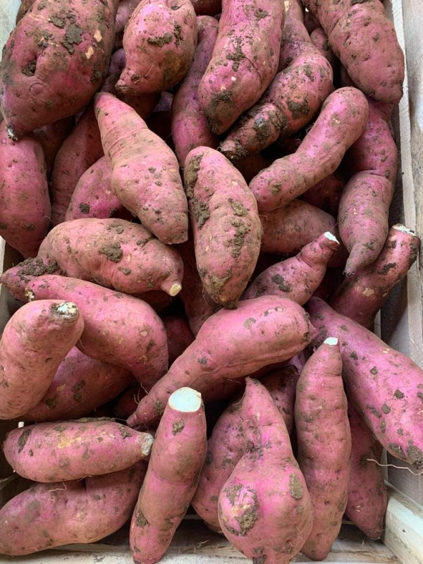 Sweetpotato from Kenya
