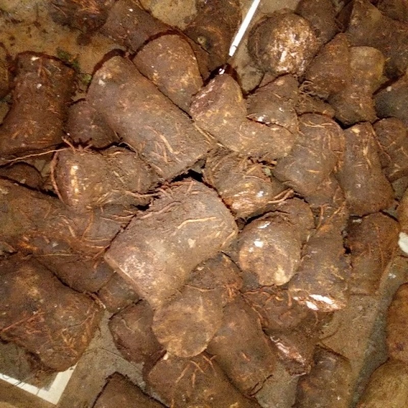 Arrowroots from Kenya