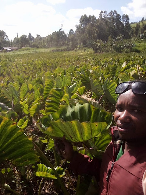 arrowroots (nduma) from Kenia