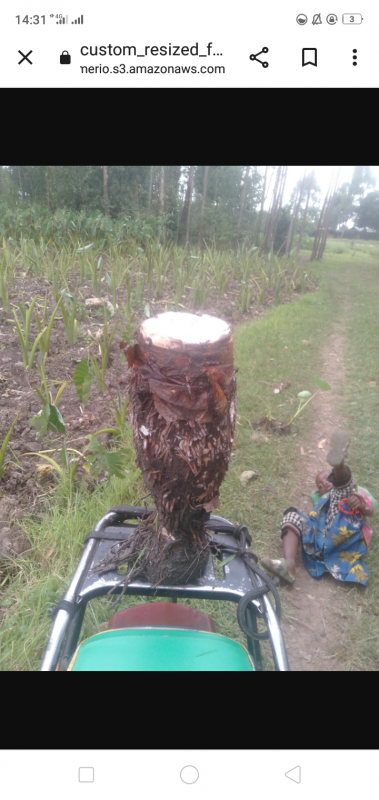 Arrow roots from Kenya