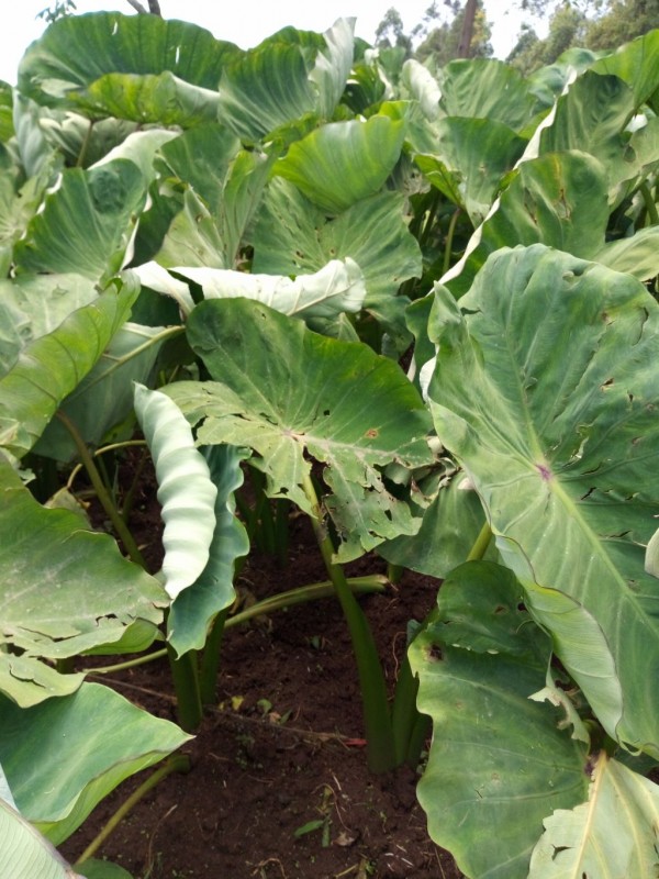 Nduma from Kenya