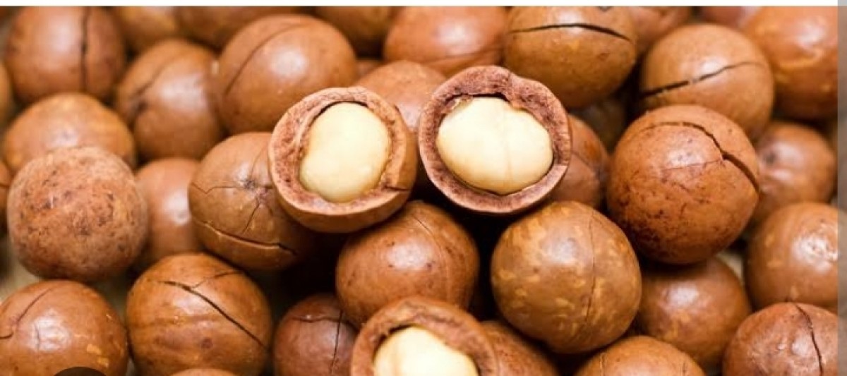 Macadamia Nuts from Kenya
