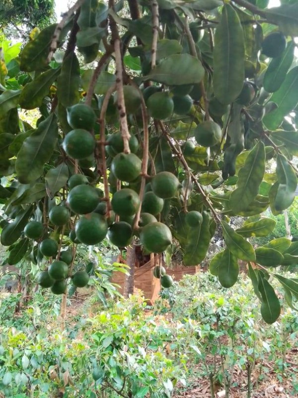 MACADAMIA NUTS from Kenya