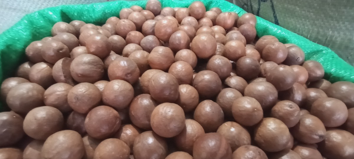 Macadamia Nuts from Kenya