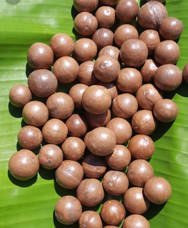 Macadamia nuts from kenya from Kenya