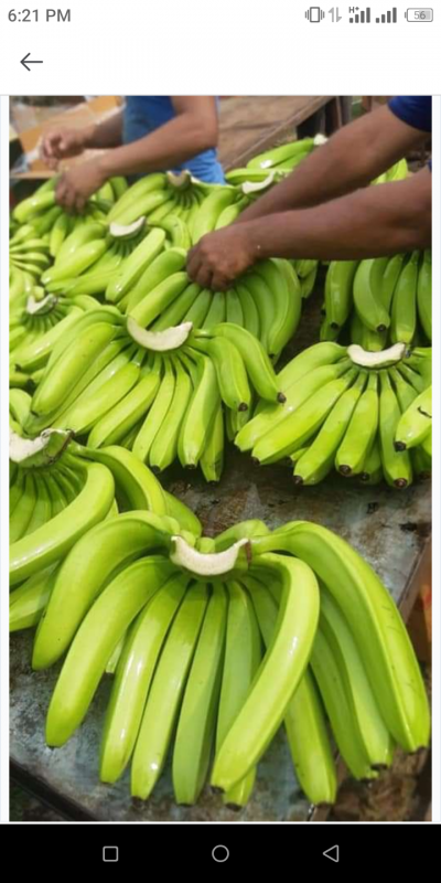 CAVENDISH BANANAS from Kenya