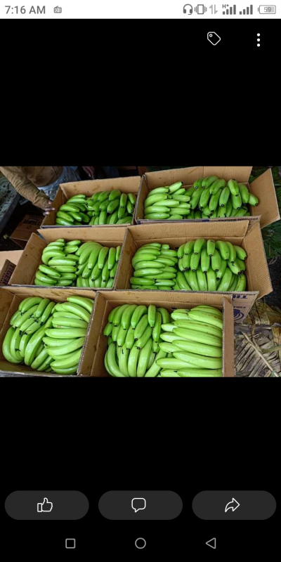 FRESH CAVENDISH BANANAS from Kenya