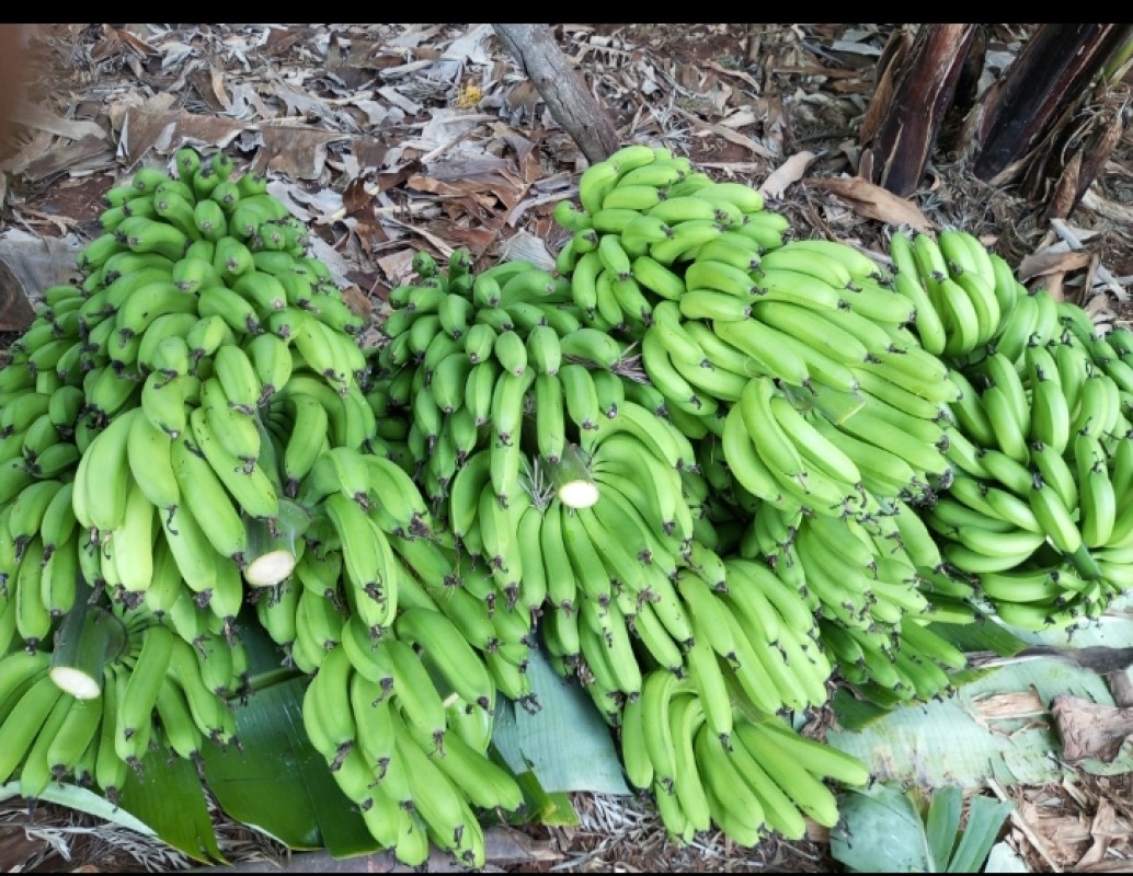 Organic grown Bananas from Kenya