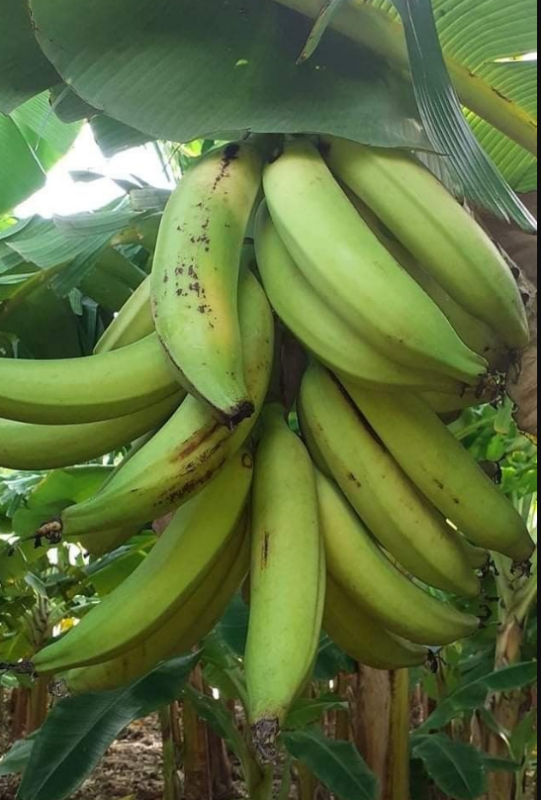 plantain from Kenya