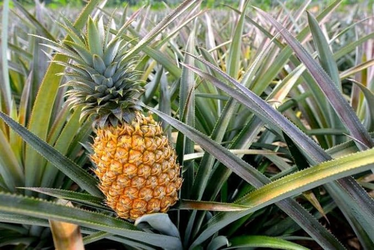 PINEAPPLE from Kenya