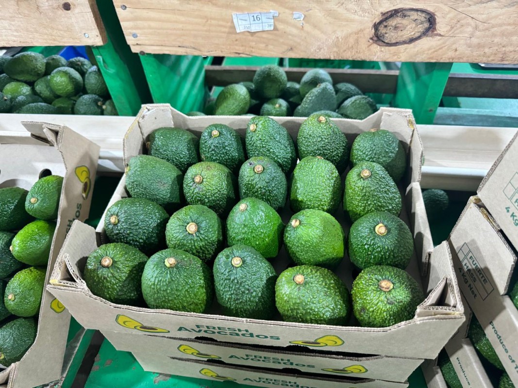 Avocado has from Kenia from Kenya