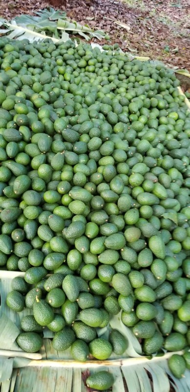 Hass Avocados from Kirinyaga County, Kenya from Kenya