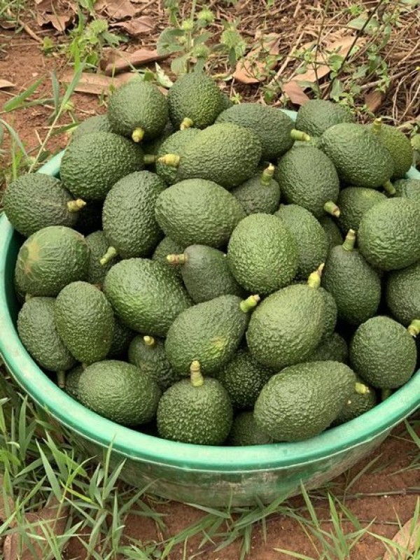 Avocado from Kenya