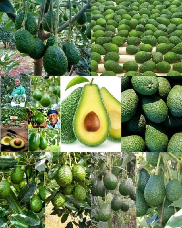 Hass Avocado from Kenya