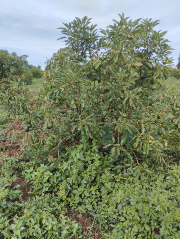 Organic Hass Avocado from Kenya