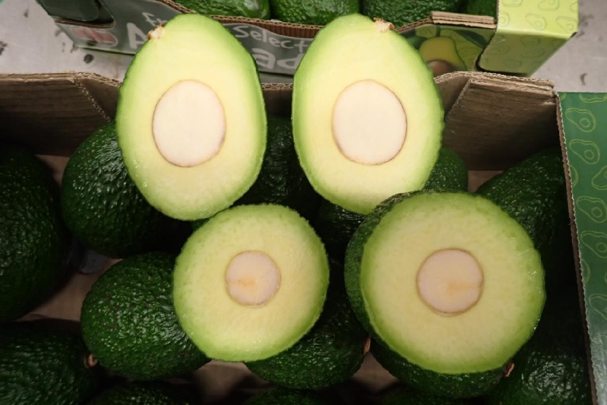 Hass Avocado from Kenya