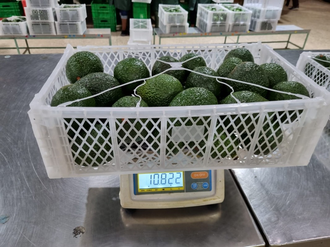 Fuerte Avocado from Kenya
