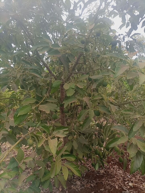 Hass Avocado from Kenya from Kenya