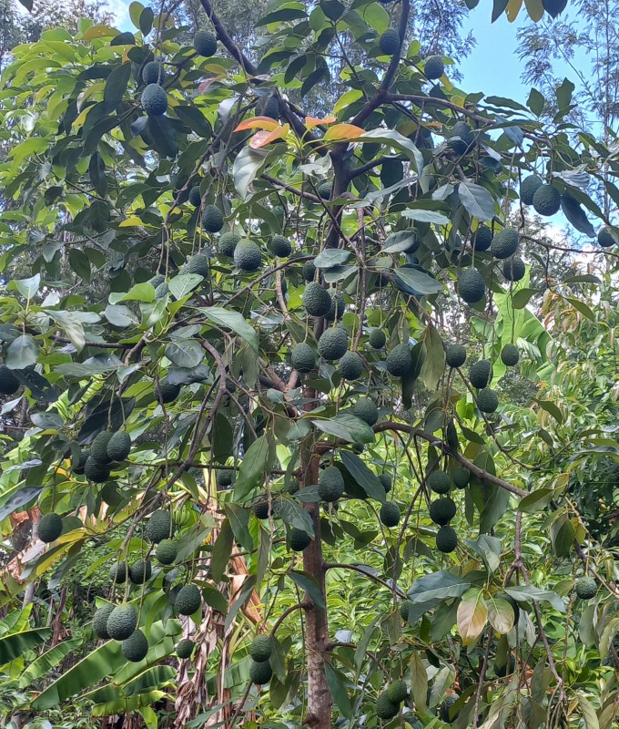 Hass Avocado from Kenya