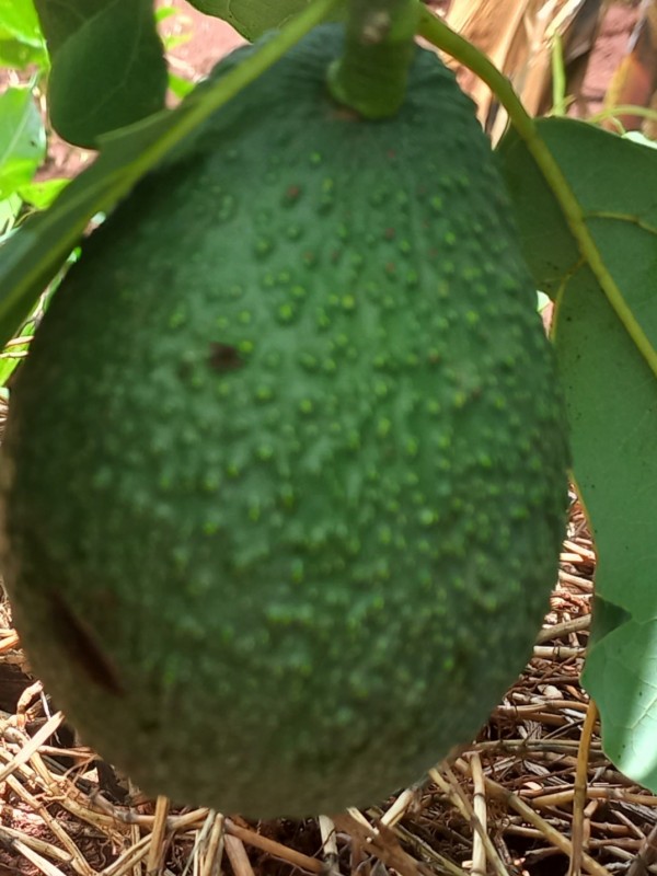 Hass Avocados from Kenya