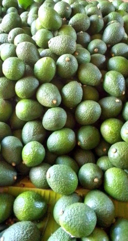 Avocado from Kenya
