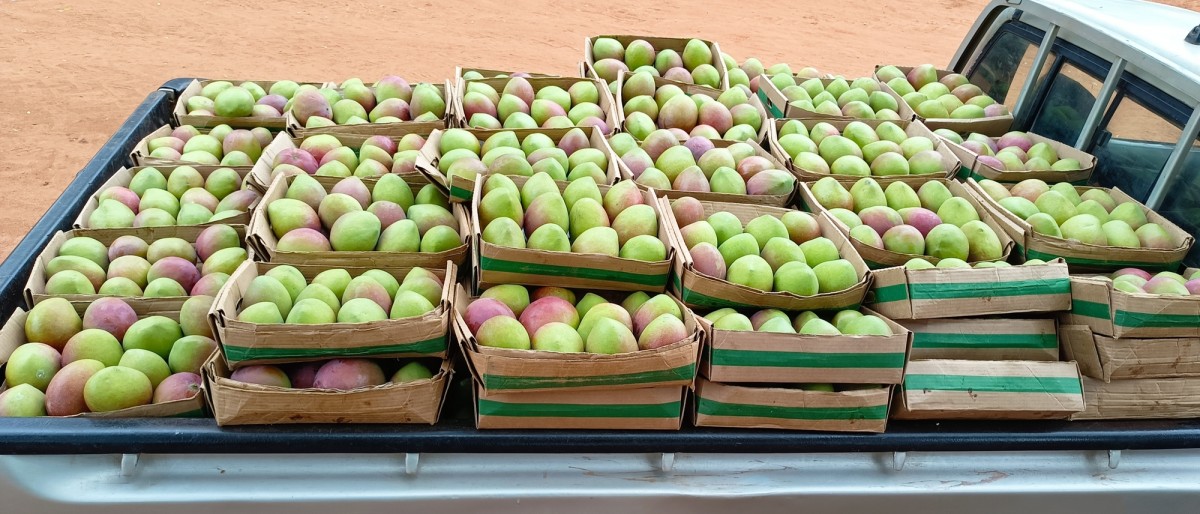 Apple mango from Kenya