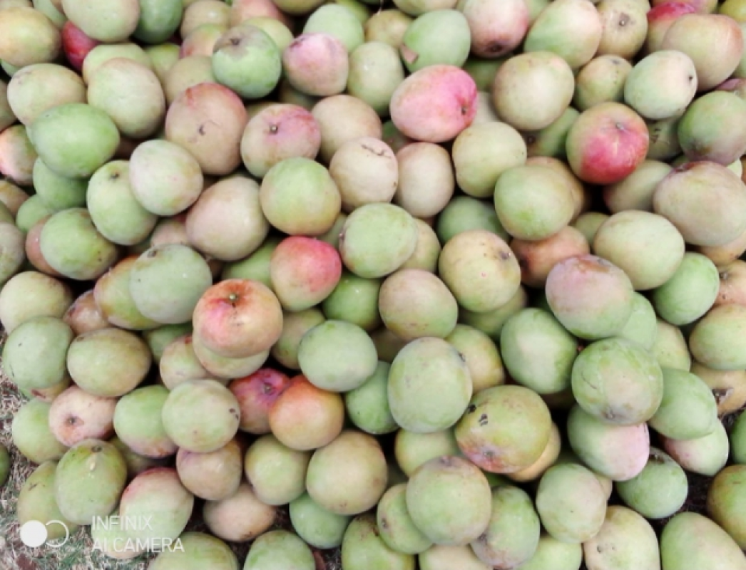 Apfel-Mangos from Kenia