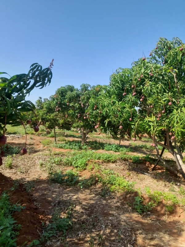 Apple mangoes from Kenya