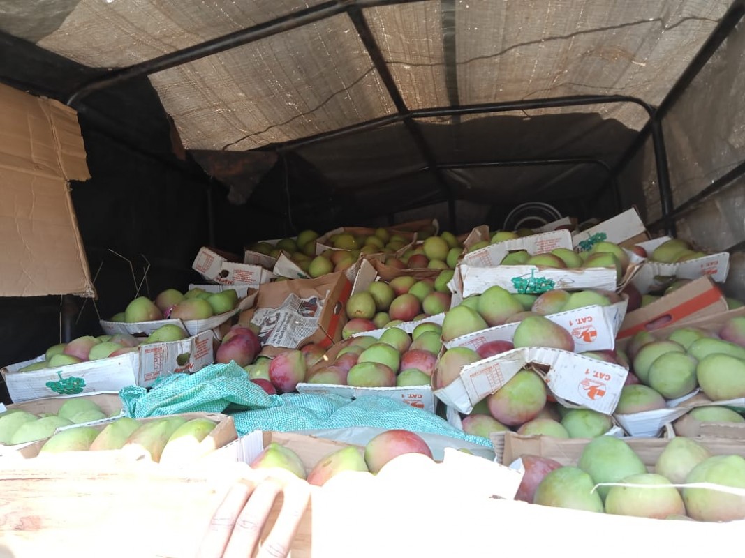 Fresh apple mango from Kenya