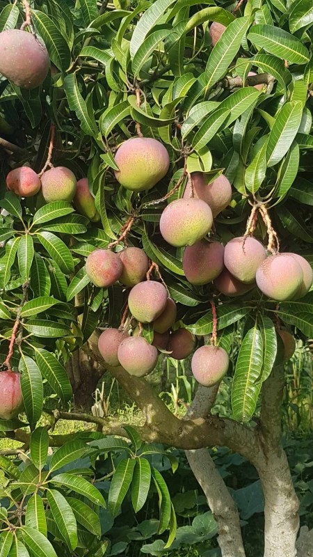 Green Mangoes from Kenya