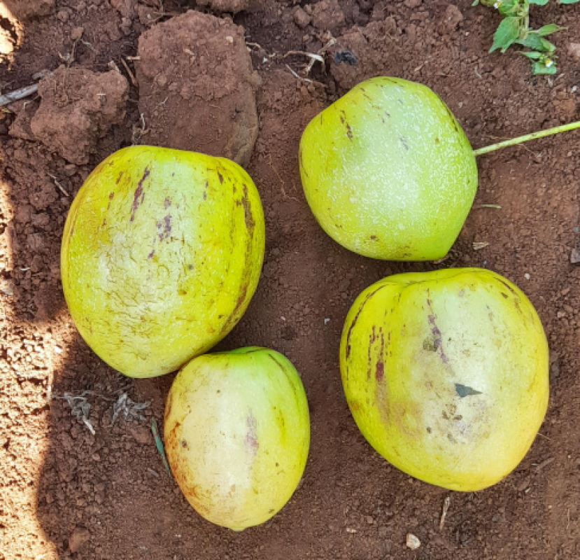 Pepino Melon from Kenya
