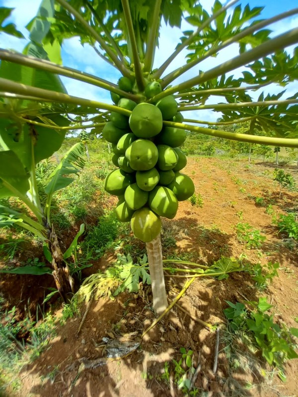 Pawpaw calina fresh mature fruit from Kenya