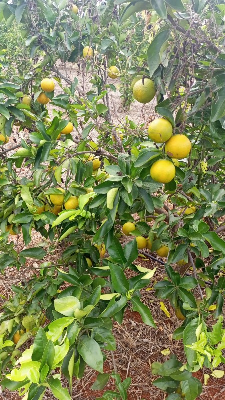 Laranjas Minneola from Quénia